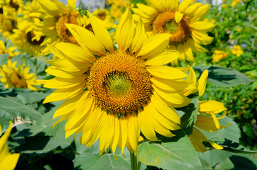 Set of big yellow sunflower blossom  in the garden