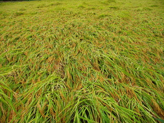 台風で倒伏した稲のある初秋の田圃風景