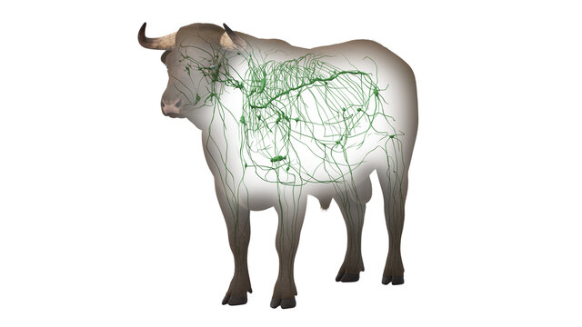 3d rendered illustration of the bovine anatomy - the lymphatic system