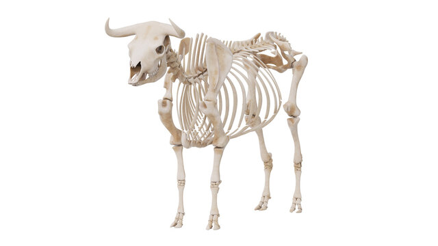 3d rendered illustration of the bovine anatomy - the skeleton