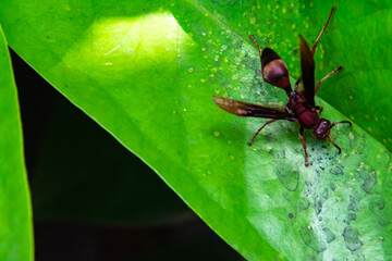 A brown hornet with spread wings sits on a sheet of green leaf under the morning sunlight. Insect wasp close-up for nature background and wallpaper