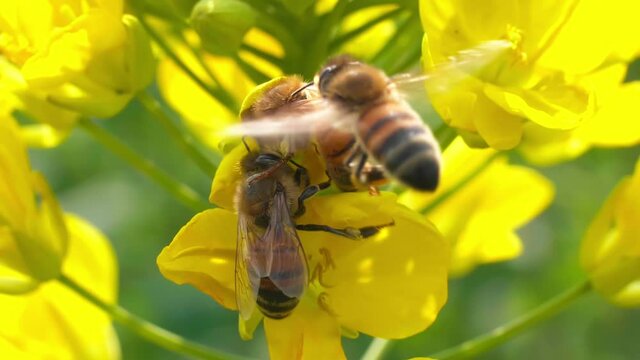 Slow motion of honey bees on yellow rape flower in spring sunny field insect in the nature outdoor Close-up of bee collecting nectar Insects help pollinate plants