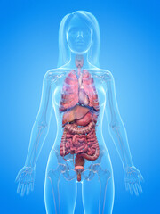 3d rendered illustration of the female organs