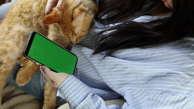 young woman with long dark hair sits with a phone, smartphone with a green screen, swipes. A girl on her knees holds a ginger Maine Coon cat. Pet application concept, online zoo store