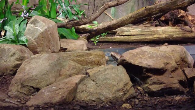 Reticulated Python Crawling On Rocks At Burgers' Zoo In Arnhem, Netherlands. Closeup, Slow Motion
