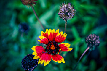 multicolored flowers in the flower bed in summer