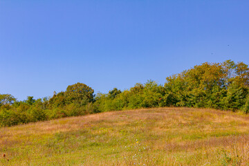 Fototapeta premium Plot of pasture in the wood