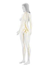 Obraz na płótnie Canvas 3d rendered illustration of the female nervous system