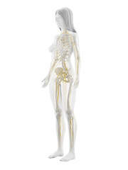 3d rendered illustration of the female nervous system