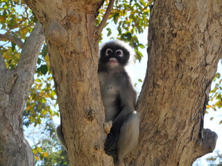 Dusky leaf monkey on tree,  A forest mammal with green trees and shrubs