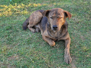 Dark brown cute puppy resting on the green lawn, Dog on grass land, The behavior of pets