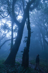 A man looks at the ancient trees in a tropical forest.