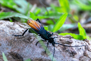Close-up of black bug with red wings sit on the root wood of the tree with green grass background