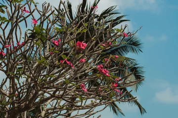 Zelfklevend Fotobehang Tree plumeria rubra in tropical climate, close-up. © Evgeniya Biriukova
