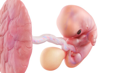 3d rendered medically accurate illustration of a human embryo - week 7