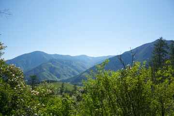 Fototapeta premium Altai Mountains in summer