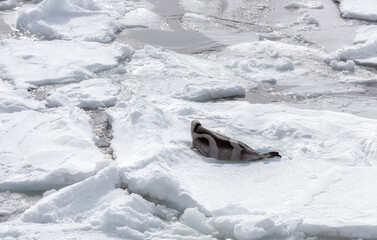 Obraz premium striped seal