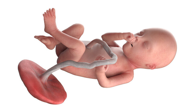 3d rendered medically accurate illustration of a human fetus - week 20