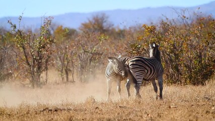 Two Plains zebra fighting in savannah in Kruger National park, South Africa ; Specie Equus quagga burchellii family of Equidae