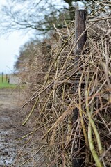 Deadwood fence on a paddock as a close up