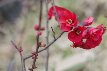 Fototapeta na wymiar クサボケの赤い花　東京、赤坂5丁目の街の風景