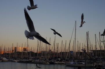 seagulls at sunset