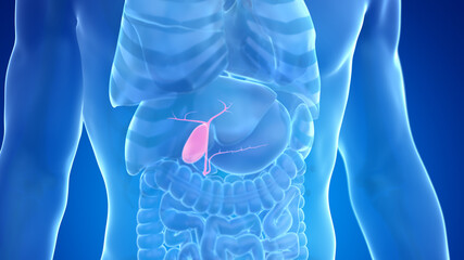 3d rendered medically accurate illustration of the male gallbladder - obrazy, fototapety, plakaty