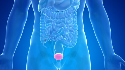 3d rendered medically accurate illustration of the male bladder