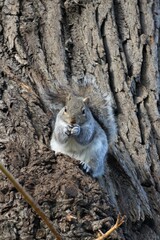 Squirrel sits on a willowtree eating a peanut