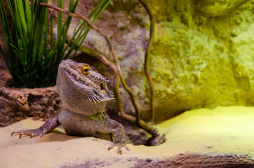 Iguana. Photo of an iguana in a terrarium. The reptile looks into the frame. Wild animal