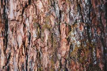 bark of a pine tree