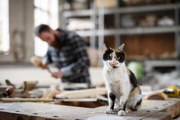 Cat sitting on work table and looking at camera indoors in carpentry workshop