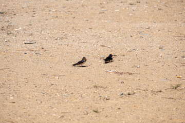 Two barn swallows on ground taking a sand bath