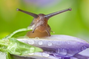 Garden snail on flower looking at camera