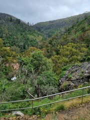 Fototapeta na wymiar Blue Mountains national park in New South Wales in summer 2022
