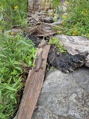 Blue Mountains national park in New South Wales in summer 2022