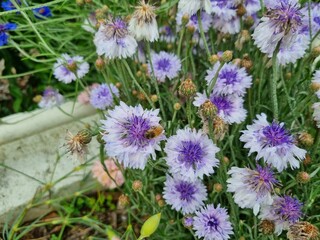 Obraz premium Flowers in the garden, Australia