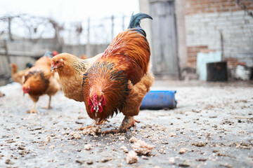 Selective focus shot of a red chicken in the garden