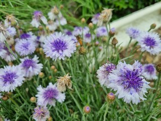 Flowers in the garden, Australia