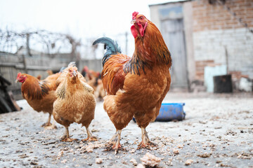 Selective focus shot of a red chicken in the garden