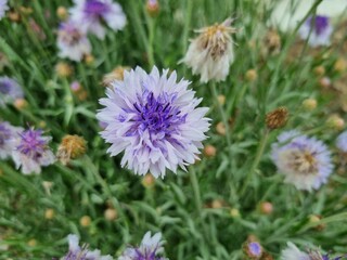 Fototapeta premium Flowers in the garden, Australia