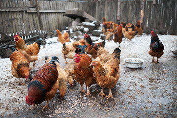 Free range chickens outdoors in early morning light on an organic farm.
