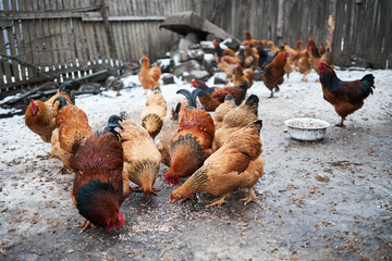 Free range chickens outdoors in early morning light on an organic farm.
