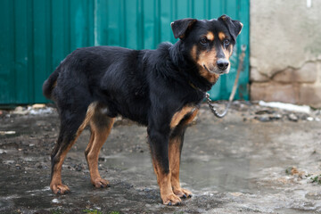 Closeup portrait photo of an adorable mongrel dog