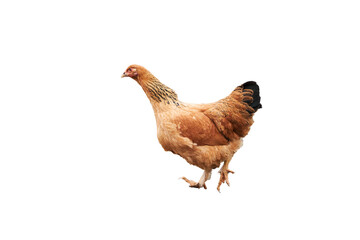 Portrait of a ginger chicken standing isolated on white background