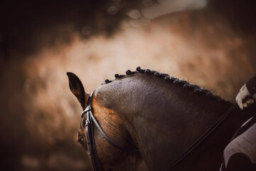 A beautiful bay horse with a dark braided mane and a rider in the saddle on an autumn dark evening....