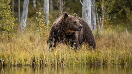 Bär in der Wildnis von Finnland