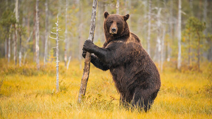 Bär in der Wildnis von Finnland