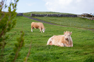Fototapeta premium Light color cows in a pure green meadow, stone fences and cloudy sky in the background. Nobody. Farming and agriculture industry.