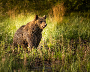 Bär in der Wildnis Finnlands